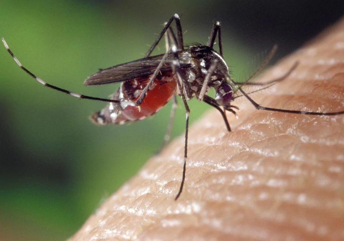 Detectan el primer caso autóctono de chikunguña en el País Vasco francés